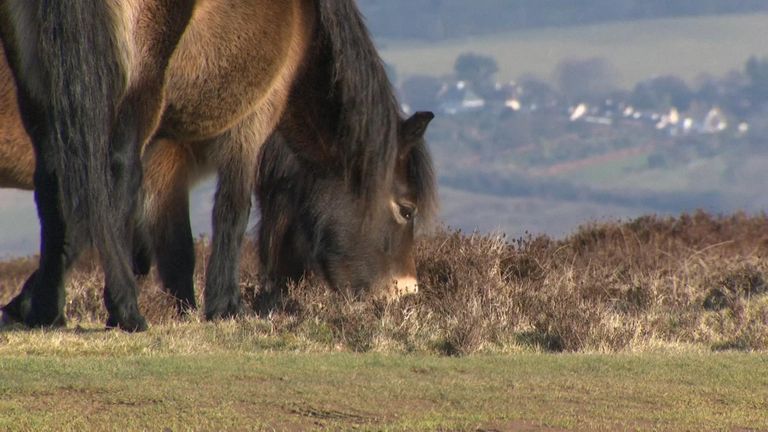 Endangered Pony Breeds Of The UK
